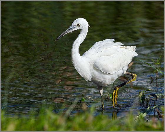 Little Egret (Egretta garzetta), Upton Warren, September 2014