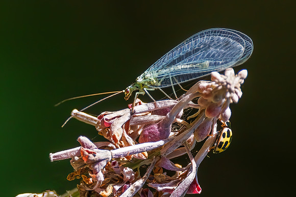 Pearl Lacewing - Chrysopa perla, Monkwood, August 2022_