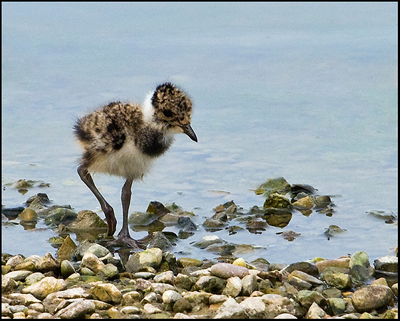 Lapwing Chick, Upton Warren Moors, 01 September 2009