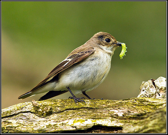 Pied Flycatcher, Powys, 10 June 2011