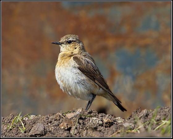Female (Northern) Wheatear,Anglesey, June 2012