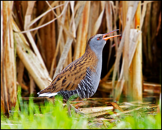 Water Rail, Upton Warren Moors, 03 December 2009
