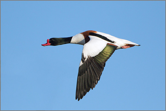 Shelduck (Tadorna tadorna), Slimbridge, December 2014