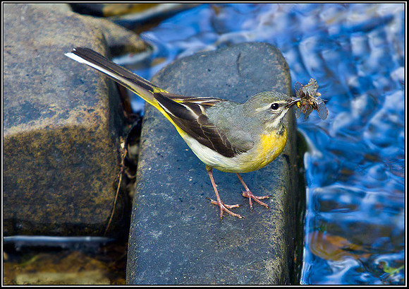 Grey Wagtail, Powys, 10 June 2011