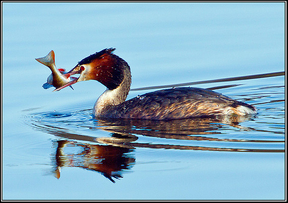 Great Crested Grebe, Bittell, 06 March 2012