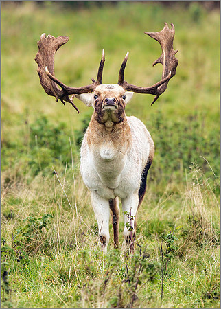 Fallow Deer Buck (Dama dama), Charlecote Park, October 2016