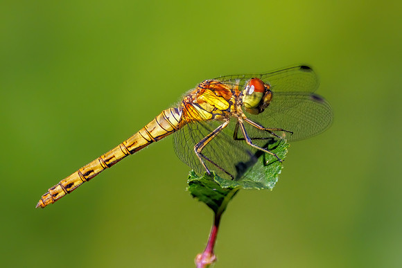 Common Darter - Sympetrum striolatum, Trench Wood, August 2022