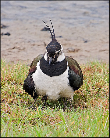 Lapwing sheltering Chicks, Upton Warren Flashes, 27 May 2009