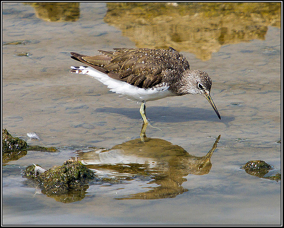 Green Sandpiper, Upton Warren Moors, 01 July 2011