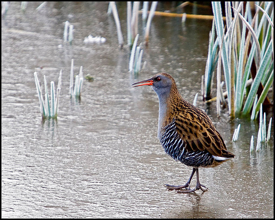 Water Rail, Upton Warren Moors, 21 December 2009