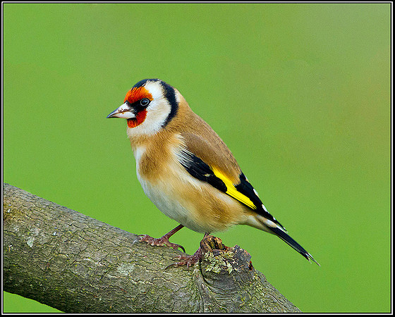 Goldfinch, Bromsgrove, 04 January 2012