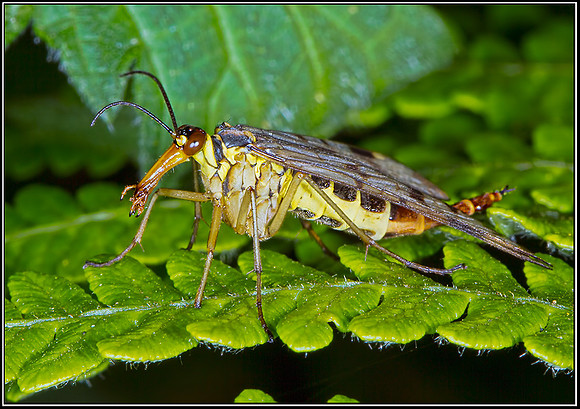 Scorpion Fly (Family Panorpidae), Chaddesley Wood, 12 August 2012