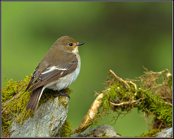 Female Pied Flycatcher, Powys, 18 May 2012