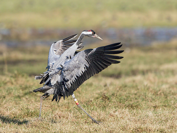 Common Crane (Grus grus), Slimbridge, December 2014