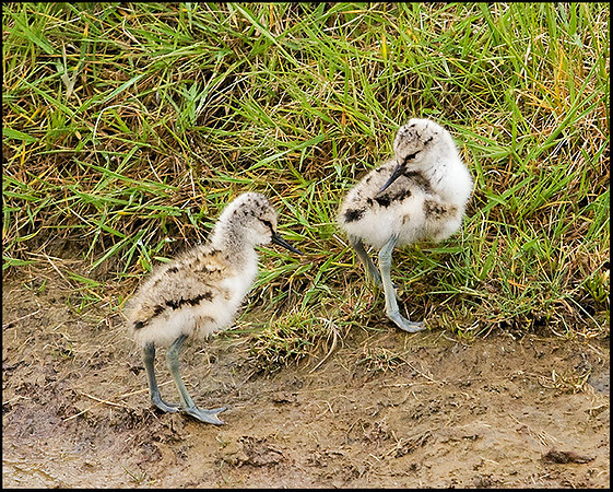 Avocet Chicks, Upton Warren Flashes, 15 May 2009