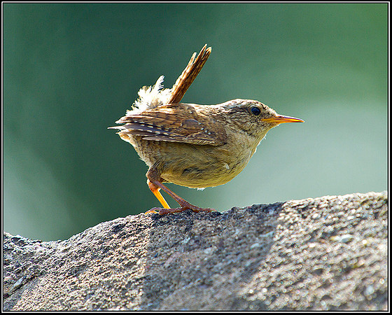 Wren, Worcestershire, 02 June 2011