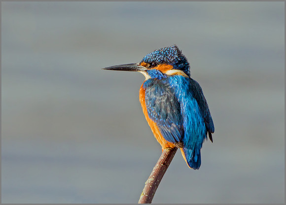 Common Kingfisher (Alcedo atthis), Upton Warren NR, November 2016