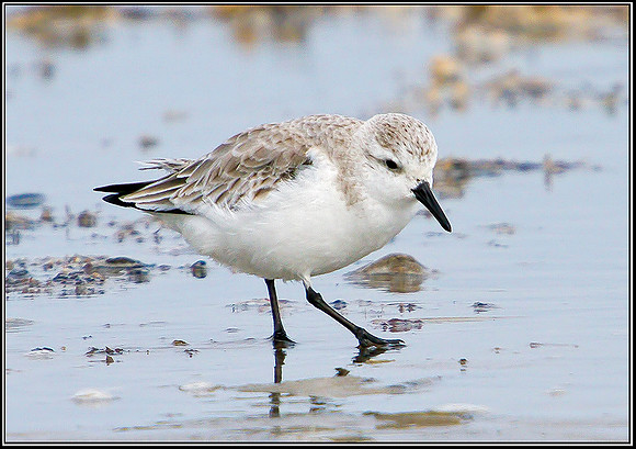 Sanderling, Norfolk, April 2012