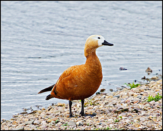 Ruddy Shelduck, Upton Warren Moors, 03 May 2010