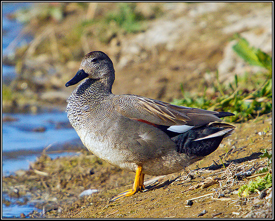 Drake Gadwall, Norfolk, April 2012