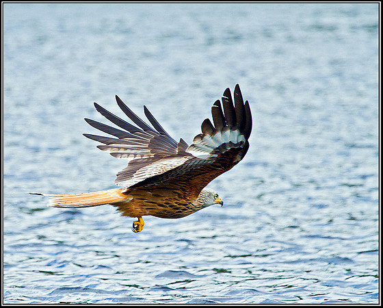 Red Kite, Ceredigion, 20 May 2011
