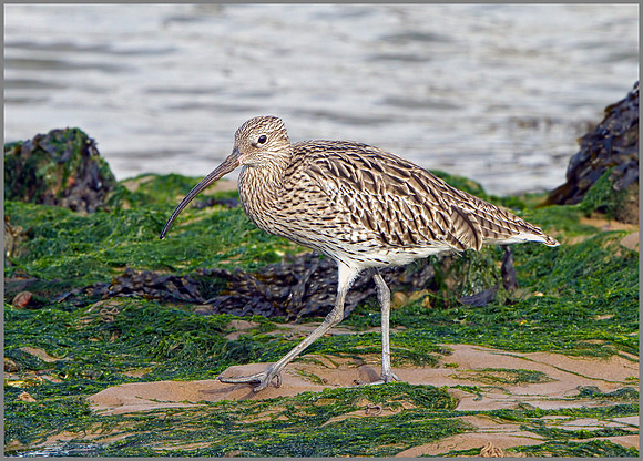 Curlew (Numenius arquata), Norfolk, September 2014