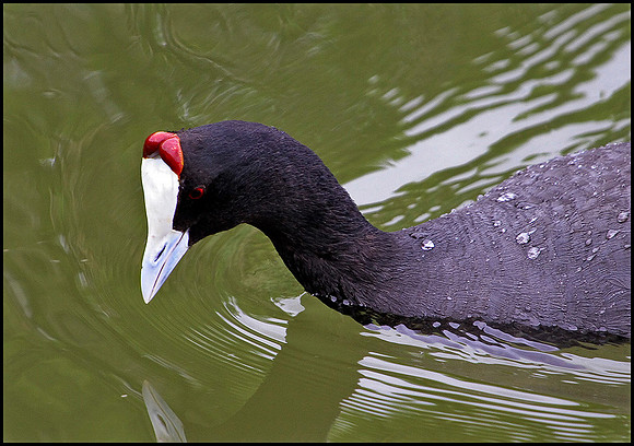 Crested Coot, Mallorca, May 2010