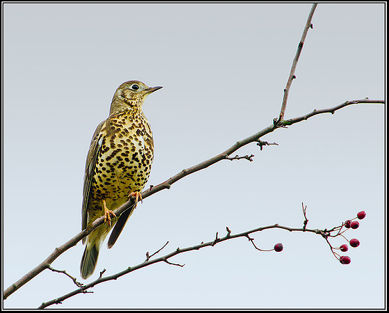 Mistle Thrush, Bromsgrove, 05 November 2010