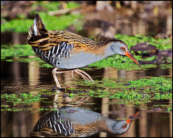 Water Rail, Grimley, December 2009