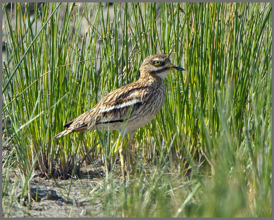 Stone Curlew (Burhinus oedicnemus), Mallorca, May 2014