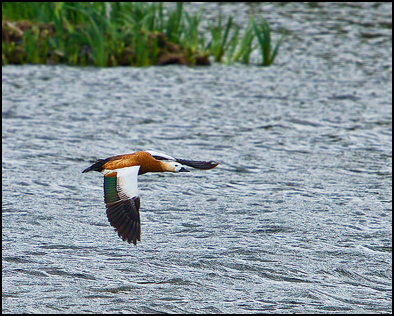 Ruddy Shelduck, Upton Warren Moors, 03 May 2010