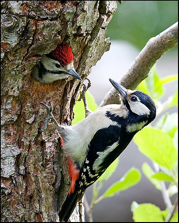 Great Spotted Woodpecker with Juvenile, Upton Warren Moors, 28 May 2009