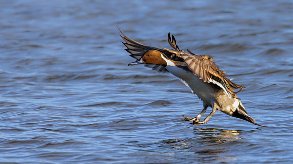 Northern Pintail - Anas acuta, Slimbridge WWT, January 2022