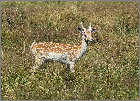 Young Buck Fallow Deer (Dama dama), Warwickshire, July 2014