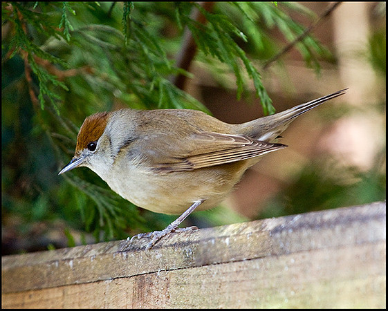 Female Blackcap, Garden, 04 March 2009