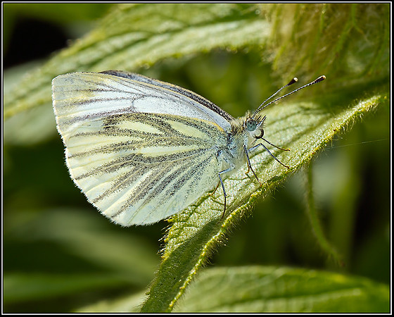 Green-veined White (Pieris napi), Bromsgrove, 22 July 2012