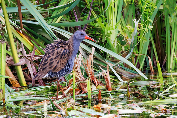 Water Rail - Rallus aquaticus, Upton Warren, August 2022