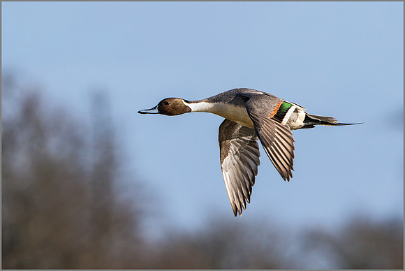 Drake Northern Pintail (Anas acuta).