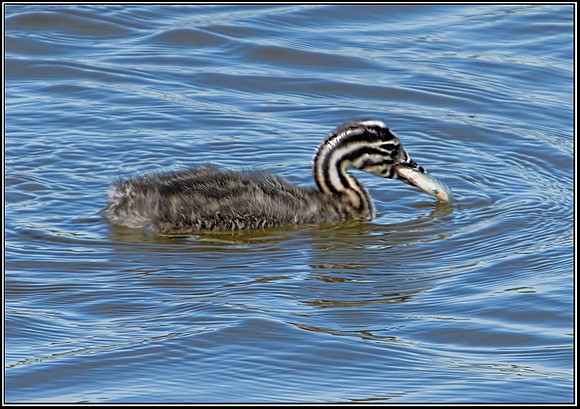 Great Crested Gebe Chick, Upton Warren Moors, 20 June 2012