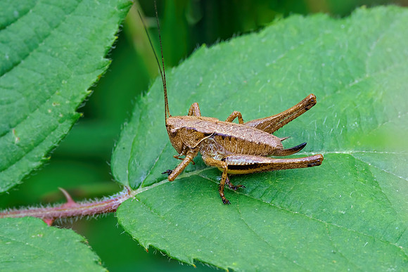 Dark-bush Cricket - Pholidoptera griseoaptera, Monkwood, July 2022