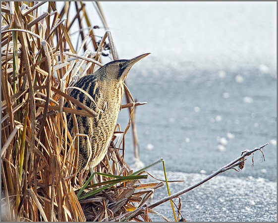 Bittern, Upton Warren Moors, November 2010