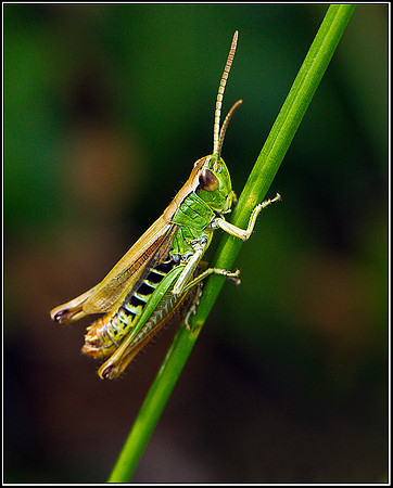 Common Green Grasshopper, Hanbury, 01 August 2011