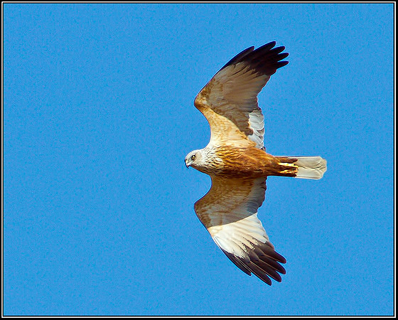 Male Marsh Harrier, Norfolk, April 2012