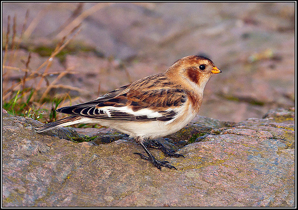 Snow Bunting, Malvern Hills, 24 September 2009
