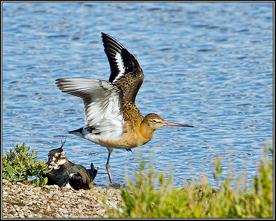 Black-tailed Godwit (Limosa limosa), Upton Warren Flashes, 20 August 2012