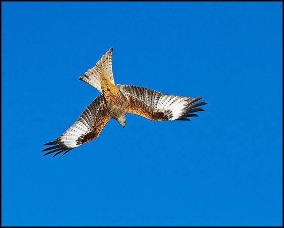 Red Kite, Gigrin Farm, 09 March 2010