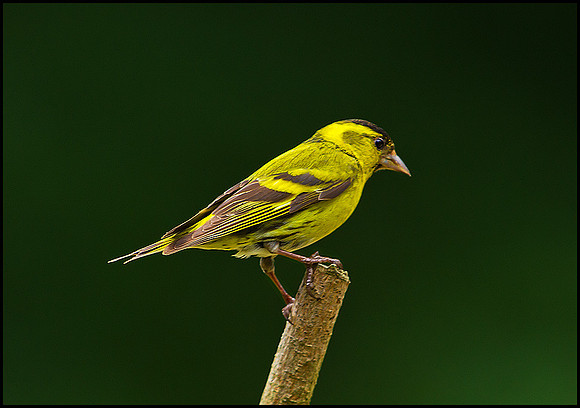 Siskin, Powys, Wales, June 2010