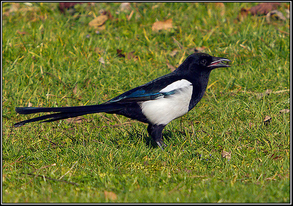 Magpie, Bromsgrove, 24 February 2012