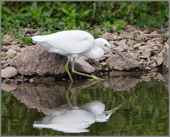 Little Egret (Egretta garzetta), Upton Warren NR, July 2014