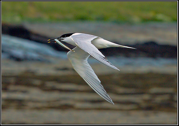 Sandwich Tern, Anglesey, June 2012